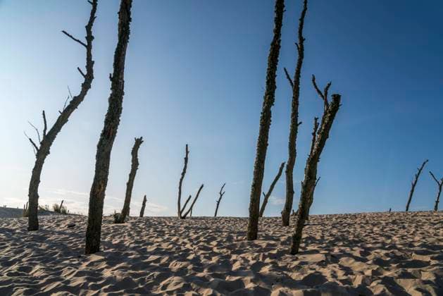 Slowinzischer Nationalpark Dünen und abgestorbene Bäume, Slowinzischer Nationalpark, Pommern, Polen, Europa Moving dunes and dead tree trunks, Slowinski National Park, Pomerania, Poland, Europe
