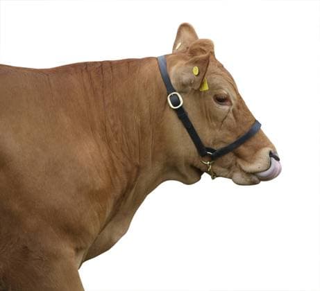 Gelbvieh Cow Licking her Nose Gelbvieh Cow licking her nose isolated with clipping path  Copyright: xMargoJHx 1030993