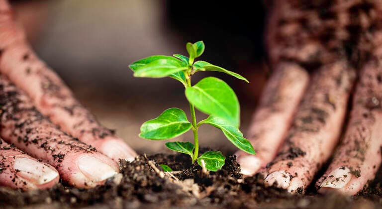 Creative Highlights Symbolfotos Close up woman hand planting young tree Nerva, AL, Spain CR_JURA191211-255414-01