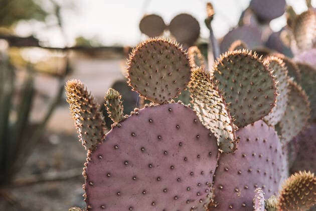side view of a green and purple cactus Mesilla, NM, United States CR_KRHE191217D-261532-01