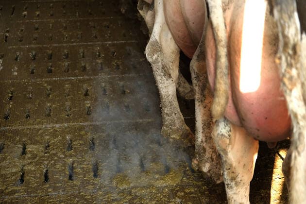 u.B.z. Rundgang und Fotoeindrücke auf einer Milchviehanlage mit Gruppenhaltung im Offenstall im Kreis Goslar am Nordharz im Bundesland Niedersachsen. Milchviehanlage *** u e.g. tour and photo impressions on a dairy farm with group housing in an open stable in the district of Goslar am Nordharz in the federal state of Lower Saxony Dairy farm