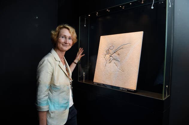 Senckenberg Museum Feathered Dinosaurs 06 07 2018 Frankfurt x1x Senckenberg Museum Exhibition Feathered Dinosaurs with the origonal fossil 11 of an Archaeopteryx In the picture Original of the 11 Archaeopteryx in the safe, Prof Dr Katrin Böhning Gaese 58, Director Senckenberg, Biodiversity and Climate Research Centre Frankfurt Frankfurt Hessen Germany