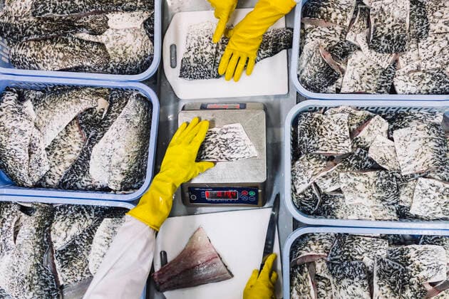 IMAGO Creative, Unsere Erde, Umweltverträgliche Herausforderungen des 21. Jahrhunderts, Überfischung High angle close up of portions of Barramundi ready for packaging. High angle close up of portions of Barramundi ready for packaging. ,Nha Trang  37344