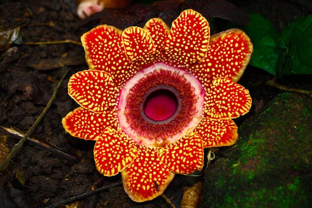 IMAGO Nature: Unsere Erde, Pflanzen, Seltene Pflanzen Rafflesia flower largest in tropical rain forest Rafflesia flower largest in tropical rain forest ,thailand  Copyright: xphalakonx 1443118
