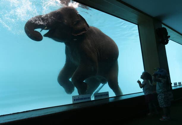 2020 Bilder des Jahres, Entertainment 02 Februar Entertainment Themen der Woche KW06 Entertainment Bilder des Tages February 4, 2020, Chonburi, Thailand: Kids look at an elephant swimming in a pool at Khao Kheow Zoo in Chonburi, east of Bangkok, Thailand. Chonburi Thailand - ZUMAs197 20200204_zab_s197_003 Copyright: xChaiwatxSubprasomx
