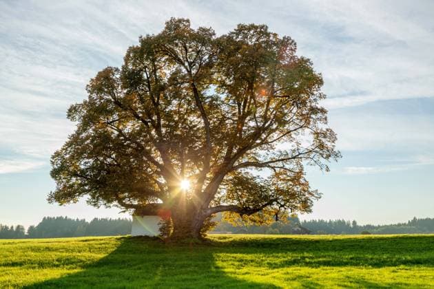 Winterlinde, Winter-Linde (Tilia cordata), 500-jaehrig, mit sternfoermig durchscheinder Abendsonne, Deutschland, Bayern small-leaved lime, littleleaf linden, little-leaf linden (Tilia cordata), 500 years old, in backlight with evening sun, Germany, Bavaria BLWS604379 Copyright: xblickwinkel A.xHartlx