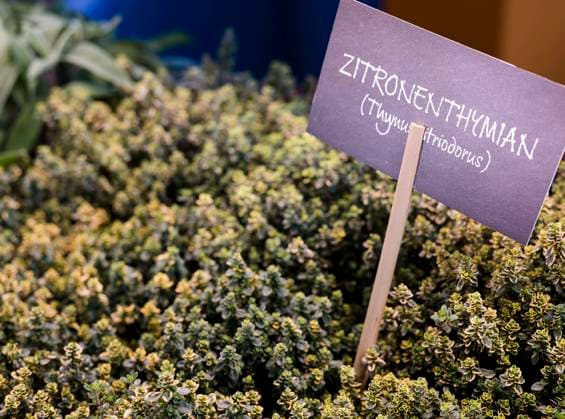Fruit Logistica 2020 Europa,Deutschland, Berlin, 05.02.2020: Kräutertisch - Zitronenthymian. Die internationale Frischfruchtbranche trifft sich in Berlin. Die Fachbesucher und Aussteller hoffen auf potentielle Käufer zu treffen. Hersteller und Händler zeigen ihre jeweils aktuellen Produkte bzw. B2B Strukturen. Viele Produkte werden auf ethische und umweltfreundliche Weise angebaut. *** Fruit Logistica 2020 Europe, Germany, Berlin, 05 02 2020 Herbal Table Lemon thyme The international fresh fruit industry meets in Berlin Trade visitors and exhibitors hope to meet potential buyers Manufacturers and traders show their current products and B2B structures Many products are grown in an ethical and environmentally friendly way