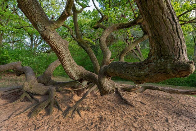 Creative Highlights World Traubeneiche, Trauben-Eiche (Quercus petraea, Quercus sessilis), Kratteiche in der Tinsdahler Heide, Deutschland, Hamburg-Rissen, Tinsdahler Heide Sessile oak (Quercus petraea, Quercus sessilis), coppice oak in Tinsdahler Heide, Germany, Hamburg-Rissen, Tinsdahler Heide BLWS604691 Copyright: xblickwinkel C.xKaiserx