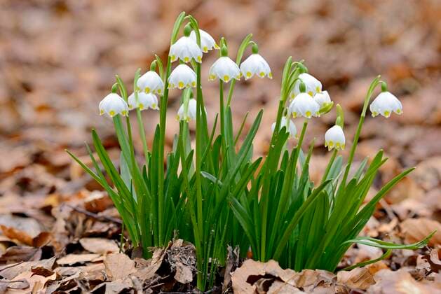  Frühlings-Knotenblume (Leucojum vernum), Märzenbecher im Laubwald, Blütenstand, Nordrhein-Westfalen, Deutschland, Europa *** spring knotted flower Leucojum vernum, snowflake in deciduous forest, inflorescence, North Rhine-Westphalia, Germany, Europe Copyright: imageBROKER/Frederik ibxrba05106495.jpg