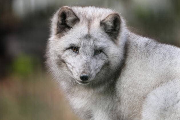 Arctic fox in winter fur in different actions Polar fox