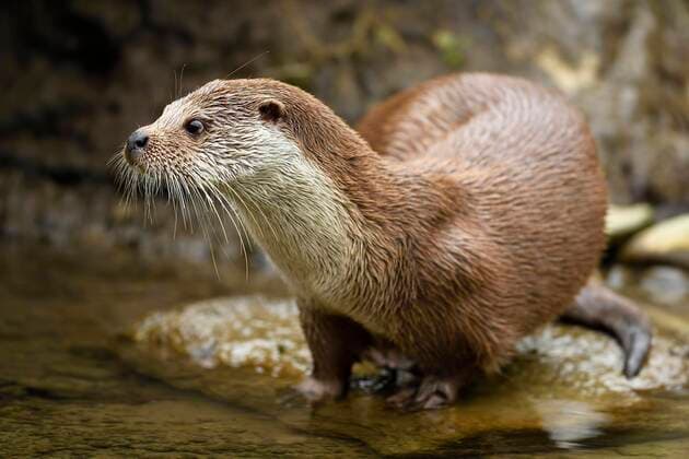  Fischotter (Lutra lutra), Weibchen auf Stein sitzend am Ufer eines Teiches, Captive, Schweiz, Europa *** Otter Lutra lutra, female sitting on stone on the bank of a pond, Captive, Switzerland, Europe Copyright: imageBROKER/StefanxHuwiler ibxshu05094553.jpg