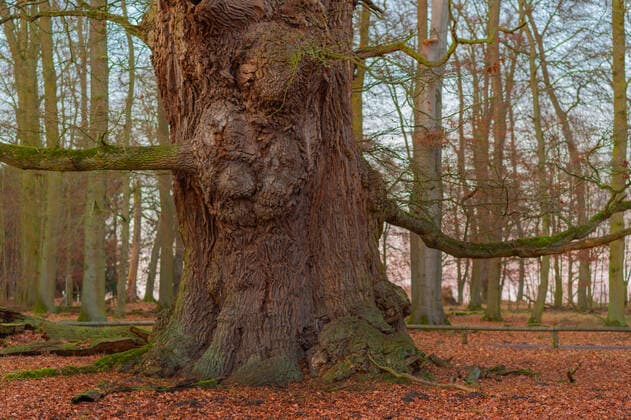 Stiel-Eiche, Stieleiche (Quercus robur. Quercus pedunculata), Ivenacker Eichen, ca. 1000 Jahre alte Hudeeiche im Hutewald, Deutschland, Mecklenburg-Vorpommern, Ivenack, Stavenhagen common oak, pedunculate oak, English oak (Quercus robur. Quercus pedunculata), Ivenack Oaks, Silvopasture with nearly 1000 year old pastoral oak , Germany, Mecklenburg-Western Pomerania, Ivenack, Stavenhagen BLWS605194 Copyright: xblickwinkel C.xKaiserx
