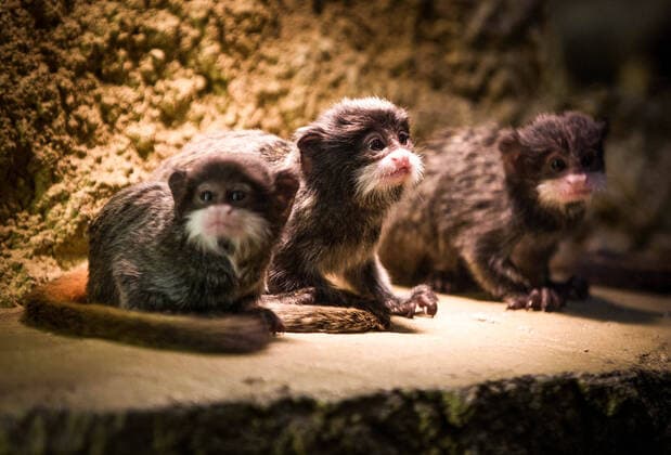 Triplet offspring of the Emperors moustached tamarins at Dresden Zoo
