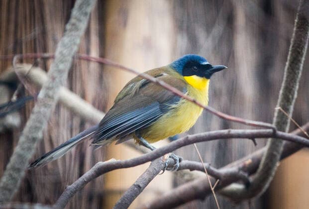 Blue-capped Laughing Thrush at the Zoo