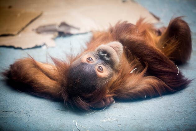 Sumatran orangutan