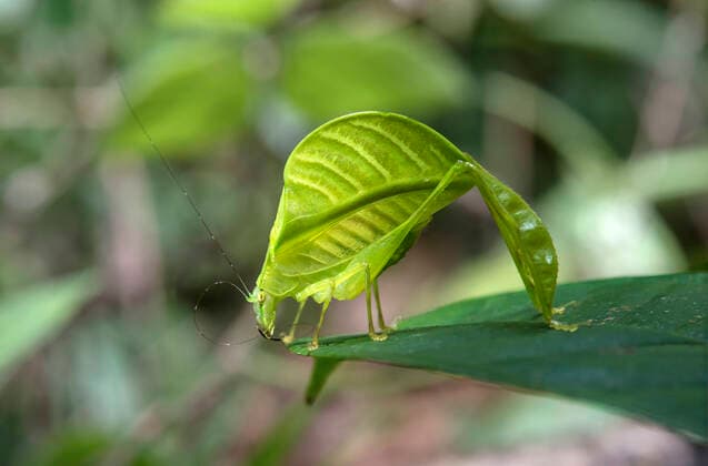 Blattmimese bei der Laubheuschrecke Eulophyllum lobatum, die sie kaum von einem richtigen Blatt unterscheiden lässt, Vorkommen in Nordborneo, Kinabalu Nationalpark, Sabah, Borneo, Malaysia *** Leaf katydid Eulophyllum lobatum, mimicking jungle foliage making it almost undistinguishable from a real leaf, native to North Borneo, Kinabalu National Park, Sabah, Borneo, Malaysia