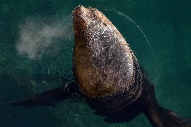 PETROPAVLOVSK-KAMCHATSKY, RUSSIA â€“ FEBRUARY 17, 2020: A Northern sea lion (also known as Steller sea lion, or Eumetopias jubatus) in Avacha Bay off the city of Petropavlovsk-Kamchatsky, on the south-eastern coast of Kamchatka. Northern sea lions inhabit the northern Pacific Ocean; these sea animals reach more than 2.5 m in length and weigh more than 300 kg. Northern sea lions are on Russiaâ€™s endangered species list. Yuri Smityuk TASS  TS0CE9C2