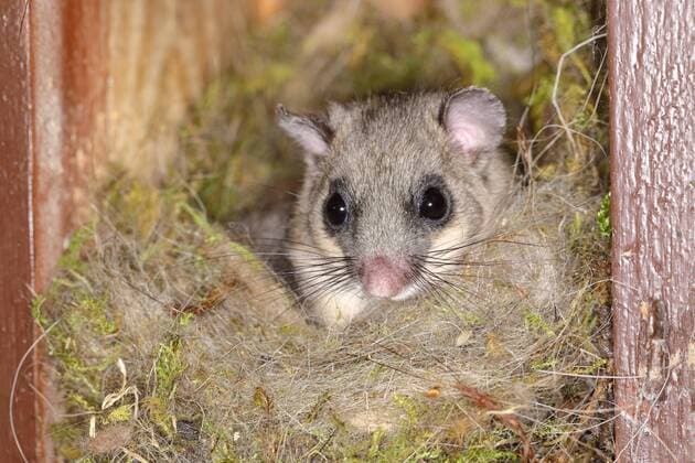  Siebenschläfer (Glis glis) schaut aus seinem Nest, Siegerland, Nordrhein-Westfalen, Deutschland, Europa *** The dormouse Glis glis looks out of his nest, Siegerland, North Rhine-Westphalia, Germany, Europe Copyright: imageBROKER/BurkhardxSauskojus ibxbsa05101543.jpg