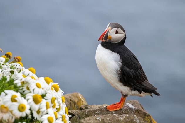 Puffin Fratercula arctica , standing on rocks, bird cliffs Latrabjarg, Westfjords, Iceland, Europe Copyright: imageBROKER/RobertxHaasmann ibxroh05108401.jpg