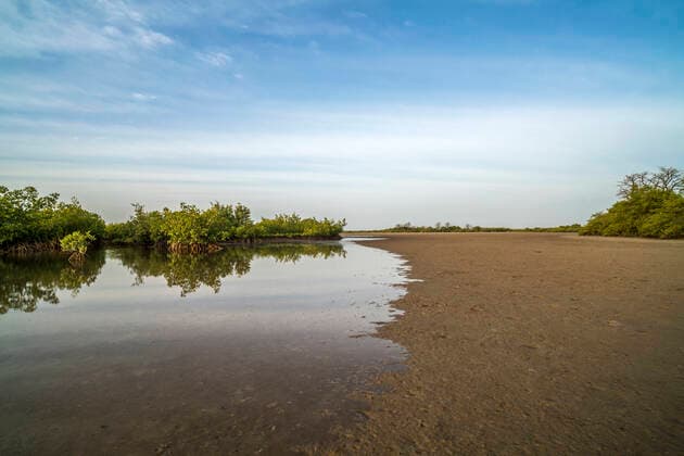 Aufkommende Flut Aufkommende Flut bei den mangroven, Insel Kathior, Missirah, Sine Saloum Delta, Senegal, Westafrika flood is coming to the mangroves, Kathior island, Missirah, Sine Saloum Delta, Senegal, West Africa,