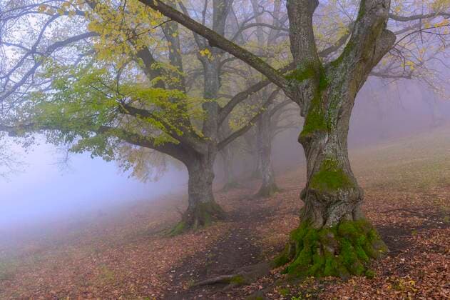 large-leaved linden Tilia platyphyllos , avenue in late autumn, Baden Württemberg, Germany, Europe Copyright: imageBROKER/Lilly ibxtke05108232.jpg