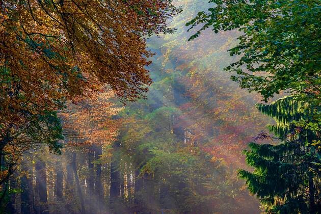 Sonnenstrahlen im Herbstwald, Deutschland, NRW sunrays in autumn forest, Germany, North Rhine-Westphalia BLWS605696 Copyright: xblickwinkel R.xWilkenx