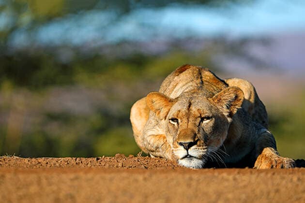 Loewe (Panthera leo), Loewin liegt ruhend auf einem Weg, Vorderansicht, Suedafrika, KwaZulu-Natal, Zimanga Game Reserve lion (Panthera leo), lioness lies resting on a way, front view, South Africa, KwaZulu-Natal, Zimanga Game Reserve BLWS605878 Copyright: xblickwinkel M.xWoikex