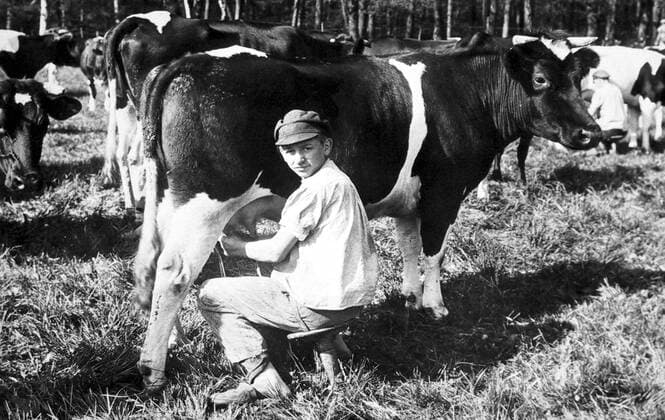  Landwirtschaft, Mann beim melken einer Kuh, 1920er Jahre, genauer Ort unbekannt, Deutschland, Europa *** Agriculture, man milking a cow, 1920s, exact place unknown, Germany, Europe Copyright: imageBROKER/our-planet.berlin iblhek04640580.jpg