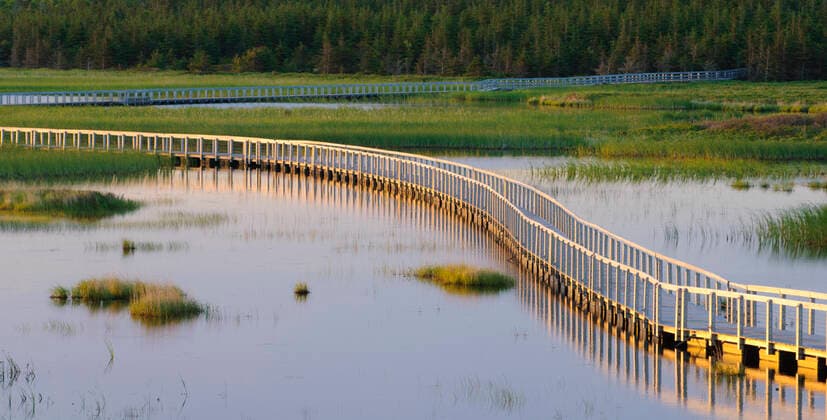 Boardwalk trail across wetlands at Greenwich, Prince Edward Island National Park, PEI, Canada. Prince Edward Island Canada Copyright: xGregxVaughnx GVA-0211