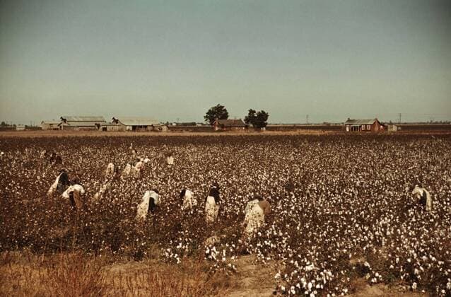 African American day laborers picking cotton near Clarksdale, Mississippi. November 1939 photo by Marion Post Wolcott. Courtesy Everett Collection PUBLICATIONXNOTxINxCANxCHNxFRAxITAxJPNxNORxPOLxRUSxESPxUKxUSA Copyright: xCourtesyxEverettxCollectionx HISL009 EC293
