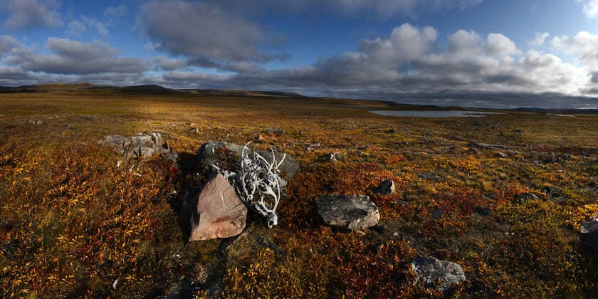 Reindeer antlers piled up in Canadian Tundra, Nunavut and Northwest Territories, Canada, North America Copyright: RaulxTouzon 1318-37