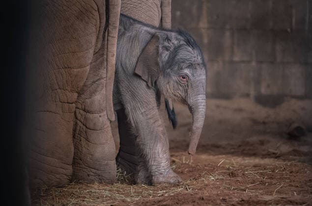 News Themen der Woche KW09 News Bilder des Tages February 27, 2020, Chester, United Kingdom: A rare Asian elephant has been born at Chester Zoo...The healthy female calf arrived to 15-year-old mum Sundara Hi Way following a 22-month gestation, with the birth caught on the zooÃ¢â‚¬â ¢s CCTV cameras...Elephant experts at the zoo Ã¢â‚¬ who monitored the birth remotely Ã¢â‚¬ say both mum and calf are doing Ã¢â‚¬oeever so well.Ã¢â‚¬Â..The new calf was welcomed by the rest of the family herd, including one-year-old half-brother Anjan, who experienced a birth for the first time, and three-year-old sister, Indali...Katie Morrison, Assistant team Manager of Elephants at the zoo, described the Ã¢â‚¬oewonderfulÃ¢â‚¬Â birth as a Ã¢â‚¬oegreat learning experience for the family herd.Ã¢â‚¬Â..She said:..Ã¢â‚¬oeA birth is a wonderful, positive social event for the elephants and is always a grea - ZUMAc218 20200227_zia_c218_034 Copyright: xCOVERxImagesx