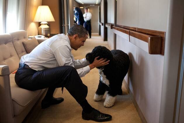 President Barack Obama plays with Bo, aboard Air Force One during a flight to Hawaii. Dec. 23, 2011. (BSLOC_2015_3_43) For usage credit please use; The White House PUBLICATIONXNOTxINxCANxCHNxFRAxITAxJPNxNORxPOLxRUSxESPxUKxUSA Copyright: xCourtesyxEverettxCollectionx HISL039 EC780