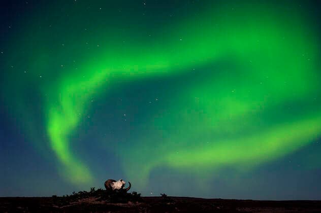 Aurora Borealis Northern Lights on tundra over muskox musk-ox skull (Ovibus moschatus) near Yellowknife Northwest Territories sub-arctic Northern Canada Canada Copyright: xDennisxFastx DRF0099vw