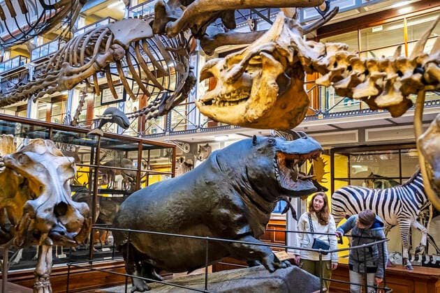 Natural History Museum, National Museum of Ireland, Dublin, Ireland Dublin Ireland Copyright: xLucasxVallecillosx xVWPicsx LVM-Ir.Du-0047