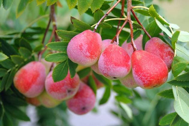 Speierling (Sorbus domestica Sossenheimer Riesen ) McPHRM *** Spitterling Sorbus domestica Sossenheim giants McPHRM McPHRM