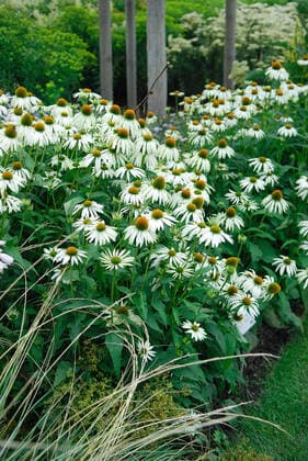 Echinacea purpurea Alba McPHRM *** Echinacea purpurea Alba McPHRM McPHRM
