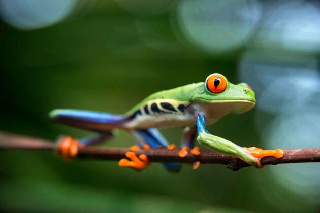Red eyed tree frog, Agalychnis callidrias curious treefrog in rainforest Costa Rica, Central America. Costa Rica Copyright: xSergixReboredox xVWPicsx SRE-009-EA1279