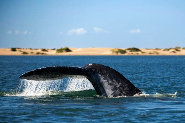 Sightings of gray whales calving & breeding habitat, Bahia Magdalena in Sea of Cortes, Baja California Sur, Mexico. Los Cabos Mexico Copyright: xSergixReboredox xVWPicsx SRE-022-DR2060