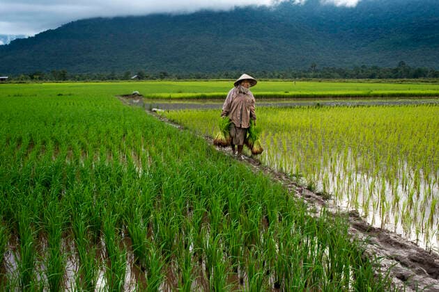 Woman working in the ricefiel plantation near Kiet Ngong, Laos Laos Copyright: xSergixReboredox xVWPicsx SRE-085-DD4357