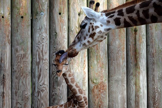 Bilder des Jahres 2020, Entertainment 03 März Entertainment Themen der Woche KW10 Entertainment Bilder des Tages March 1, 2020, Liberec, Czech Republic: A three weeks old baby Rothschild s giraffe is seen in the in the Africa enclosure at Liberec Zoo in the Czech Republic...A male calf born on February 2, 2020. The Rothschild s giraffe is easily distinguishable from other subspecies. The most obvious sign is in the coloring of the coat or pelt. Liberec Czech Republic - ZUMAr156 20200301_zap_r156_001 Copyright: xSlavekxRutax