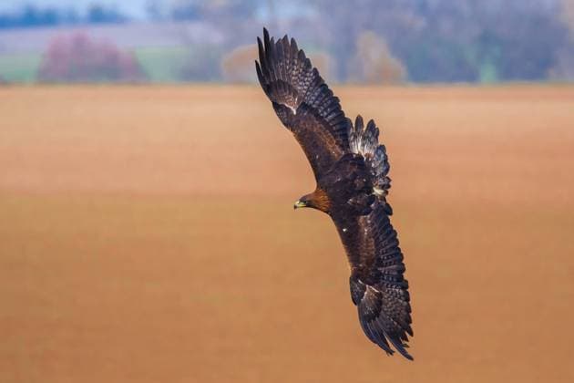 Steinadler, Stein-Adler (Aquila chrysaetos), fliegt ueber einem Feld, Aufsicht, Deutschland golden eagle (Aquila chrysaetos), flying over a field, view from above, Germany BLWS606741 Copyright: xblickwinkel R.xSturmx