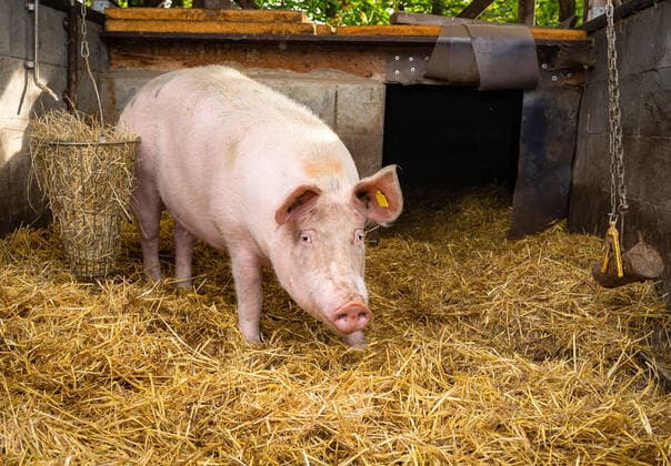 Piglet rearing in a straw bedded pen sow without piglets with employment material sow stands in an outdoor pen which is bedded with straw In the background the bay where it is protected from rain Alternative pen design in piglet production district Osnabrück Lower Saxony Germany