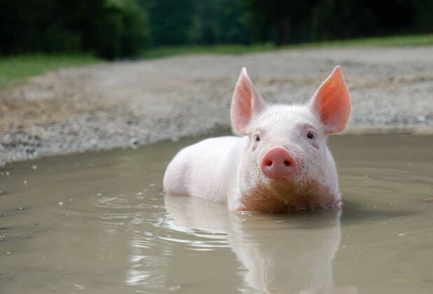 Cute piglet motifs pink piglets enjoy a bath in a waterhole Pigs love water Clean, pink shimmering piglets take an extensive bath on a warm afternoon in a small waterhole District of Osnabrück Lower Saxony Germany
