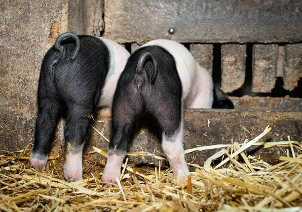 Funny agricultural motifs two small black and white suckling piglets with curly tails eating in a trough, view from behind Funny view of the hindquarters with curly tails of two Swabian-Hellican piglets eating out of an old trough Smaller pig farms, which usually also let their animals graze in the pastu