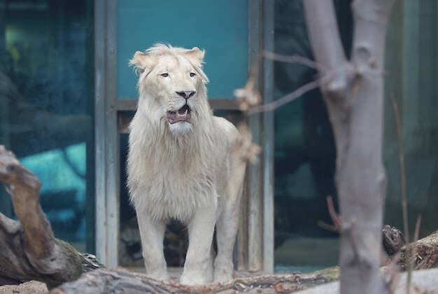 02 03 2020 Mountain Zoo Hall the white lion Mojo 21 months was stopped by a private owner from Saxony Anhalt during the time of construction work on his home enclosure in the mountain zoo copyright