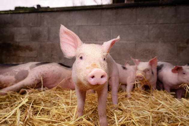 Piglet photo close-up, piglets with other conspecifics and the sow in a straw-littered pen Alternative pig management, close-up of a piglet in an outdoor pen littered with straw Piglets with the sow in a straw-littered pen area District of Osnabrück Lower Saxony Germany