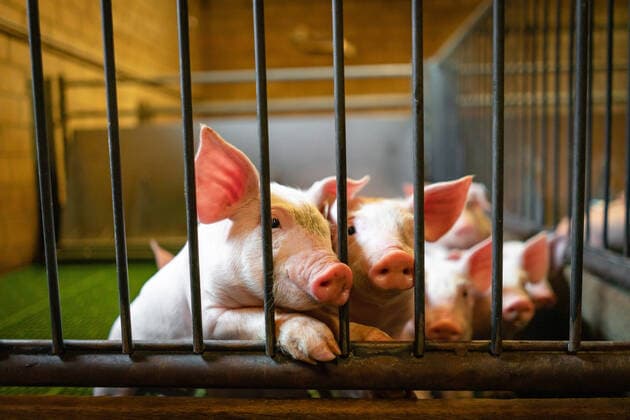 Two piglets looking through the partition grid of a piglet compartment in the pigsty Two piglets in the rearing pen looking curiously out of a sunlight-flooded piglet rearing pen Osnabrück Lower Saxony Germany