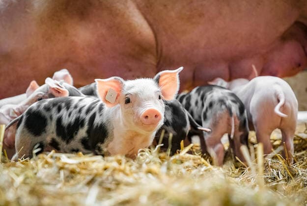 Cute piglet with the sow in the background Cute, small and spotted suckling piglets, only a few days old with curly tails and the sow in the background As desired by the consumer, with straw strewn in the pigsty To underline topics such as animal welfare labels, animal protection, appropriate pig husbandry etc. Ideal also for image campaigns for pig farming Osnabrück