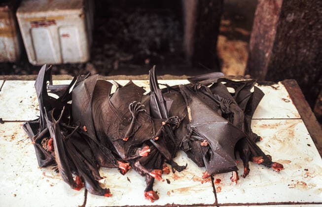 20 04 2009, Tomohon, Sulawesi, Indonesia, Asia At the traditional meat market in Tomohon, roasted fruit bats and giant bats are offered for consumption. Bats are considered to be transmitters and hosts of pathogens and after the outbreak of coronavirus a general ban on trade and sale of wild animals is being discussed